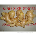 Good Quality Air-dried Ginger In Competitive Price